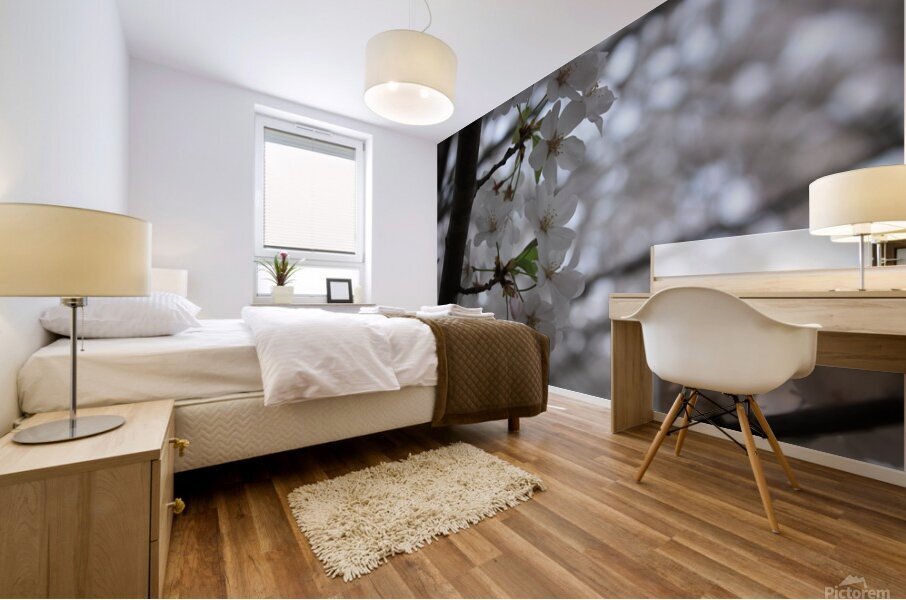 Cherry Blossoms Mural print