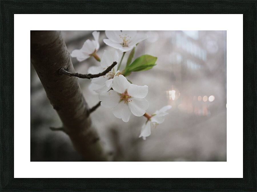 Cherry Blossom Picture Frame print
