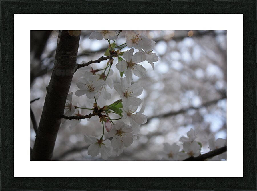 Cherry Blossoms Picture Frame print
