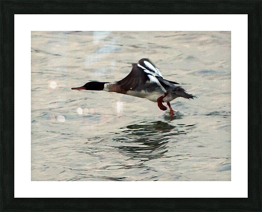 Bird in flight Picture Frame print