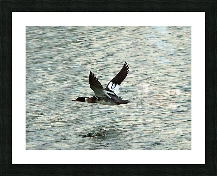 Bird in flight Picture Frame print