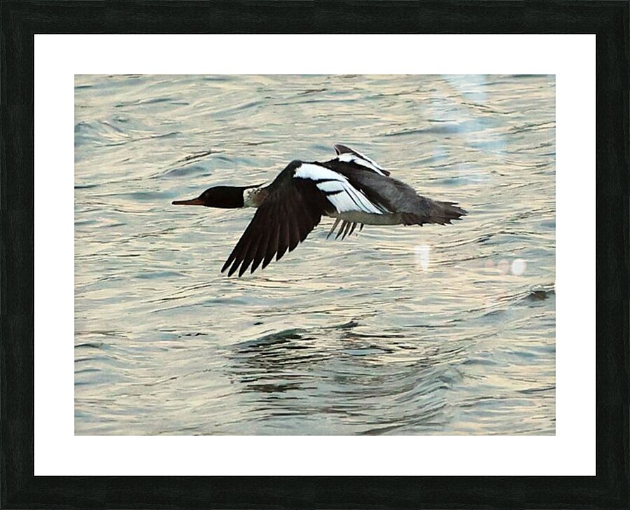 Bird in flight Picture Frame print