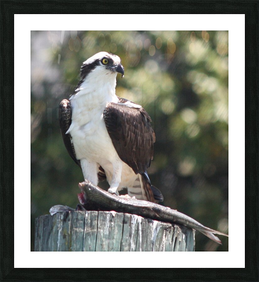 Osprey Picture Frame print