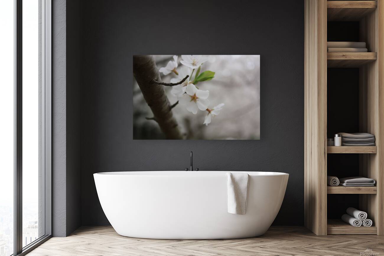 Cherry Blossom Reproduction