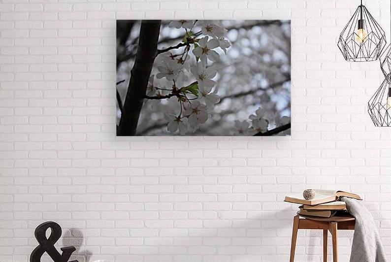 Cherry Blossoms Reproduction