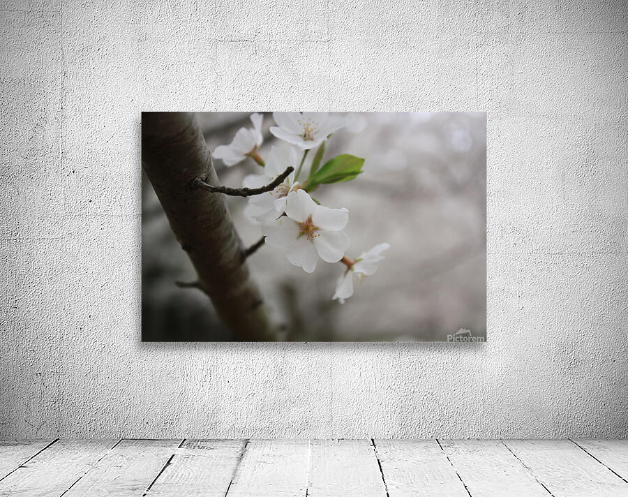 Cherry Blossom Wall Preview