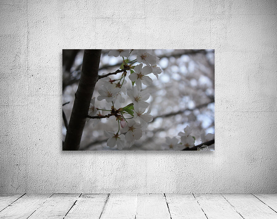 Cherry Blossoms Wall Preview