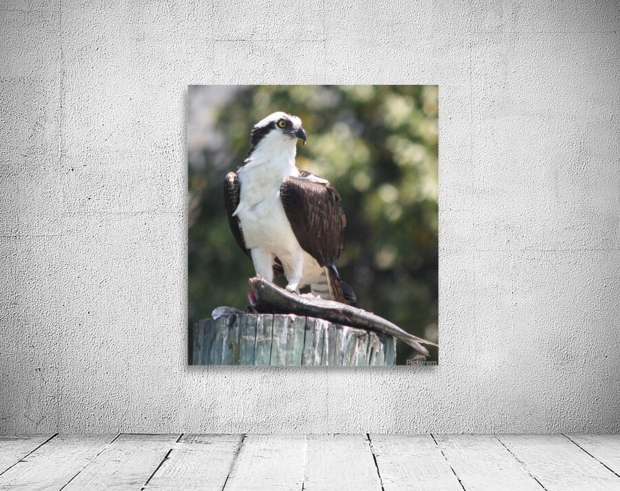 Osprey Wall Preview
