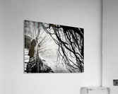 Our big tree Acrylic Print