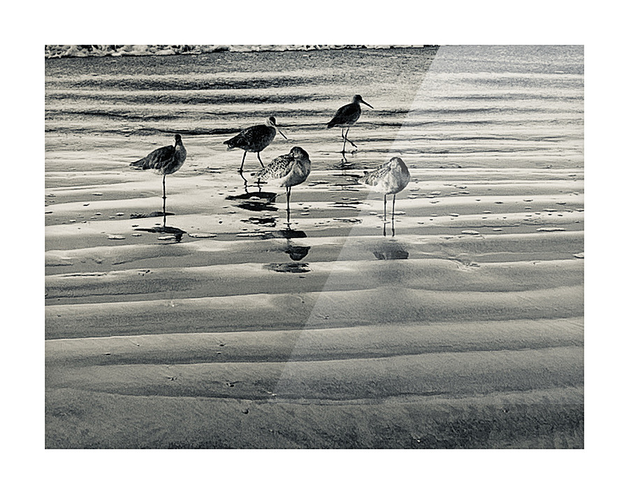 Sandpipers Picture Frame print