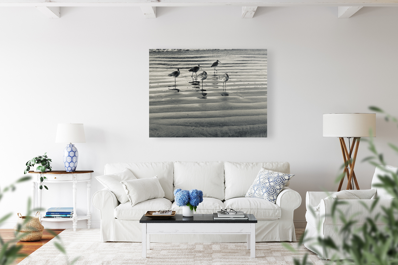 Sandpipers Reproduction