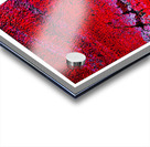 Seeing Red 02 Acrylic print