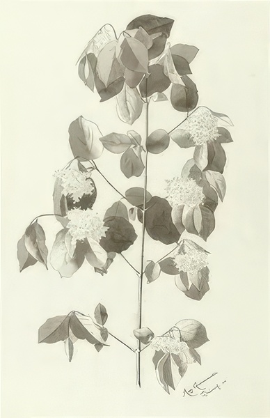 Augusto Giacometti 5 Digital Download