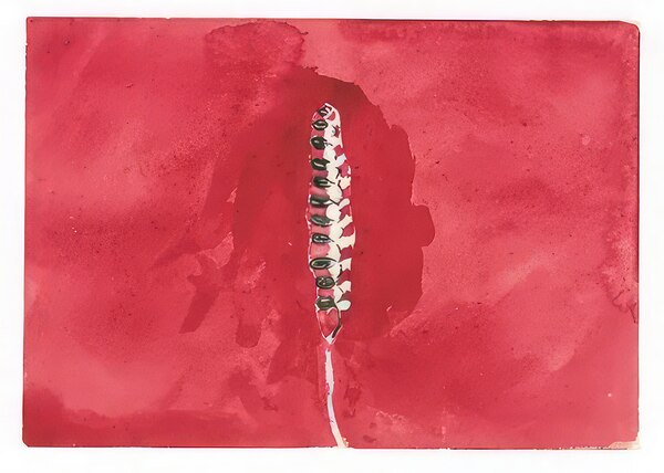 New Upload   Hilma af Klint 24 Digital Download