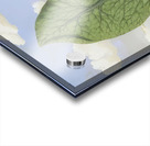 Rene Magritte Acrylic print