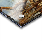 Chestnut Trees at Louveciennes 1872 Camille P Acrylic print