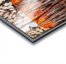 Tom Thomson 69 Acrylic print