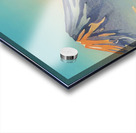 suchiya Koitsu 1 Acrylic print