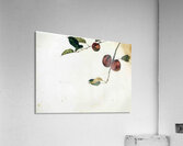 Apples on a Bough Study Before Picking   Contempo - Andrew Wyeth Acrylic Print