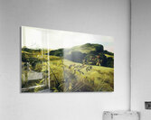 Blackberry Picker   Contemporary Realism - Andrew Wyeth Acrylic Print