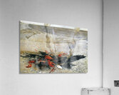 Embers   2000 - Andrew Wyeth Acrylic Print