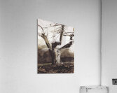 Andrew Wyeth Acrylic Print