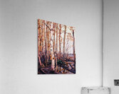 Lawren Harris  70 Acrylic Print