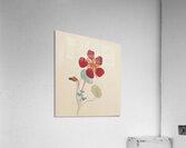 Hilma af Klint 14 Acrylic Print