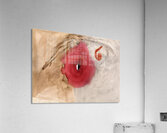 New Upload   Hilma af Klint 5 Acrylic Print