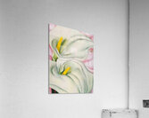 Georgia OKeeffe 25 Acrylic Print