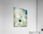 Georgia OKeeffe 63 Acrylic Print