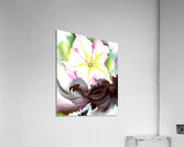 Georgia OKeeffe 73 Acrylic Print