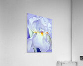 Georgia OKeeffe 74 Acrylic Print