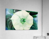 Georgia OKeeffe 9 Acrylic Print