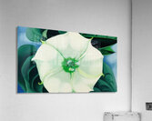 Georgia OKeeffe 18 Acrylic Print