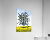 Art by Ferdinand Hodler  21 Acrylic Print