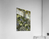 William Morris 50 Acrylic Print