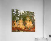 Tom Thomson 41 Acrylic Print