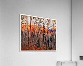 Tom Thomson 69 Acrylic Print