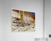 Tom Thomson 12 Acrylic Print