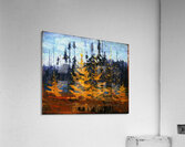 Tom Thomson 23 Acrylic Print