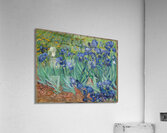 Vincent van Gogh 50 Acrylic Print