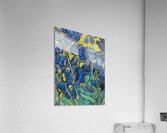 Vincent van Gogh 13 Acrylic Print