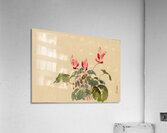 suchiya Koitsu 20 Acrylic Print