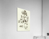 Augusto Giacometti 5 Acrylic Print