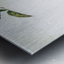 Apples on a Bough Study Before Picking   Contempo - Andrew Wyeth Metal print