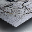 Walking Stick   Contemporary Realism - Andrew Wyeth Metal print