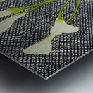 David Hockney 54 Metal print