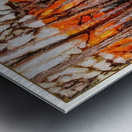 Tom Thomson 69 Metal print