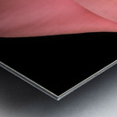 Salvador Dalí 40 Metal print